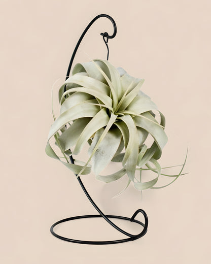 Tillandsia King Xero