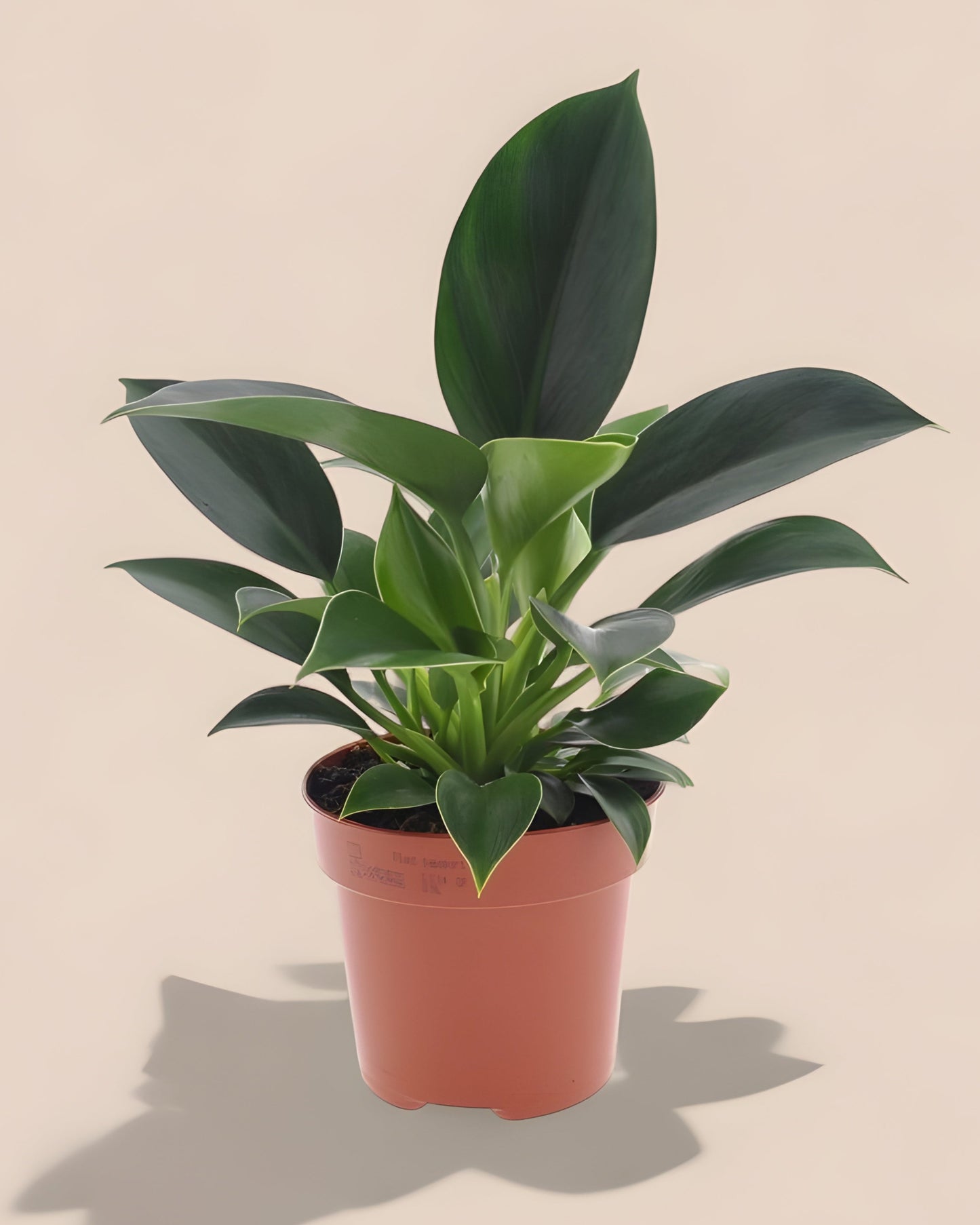 Philodendron Green Princess