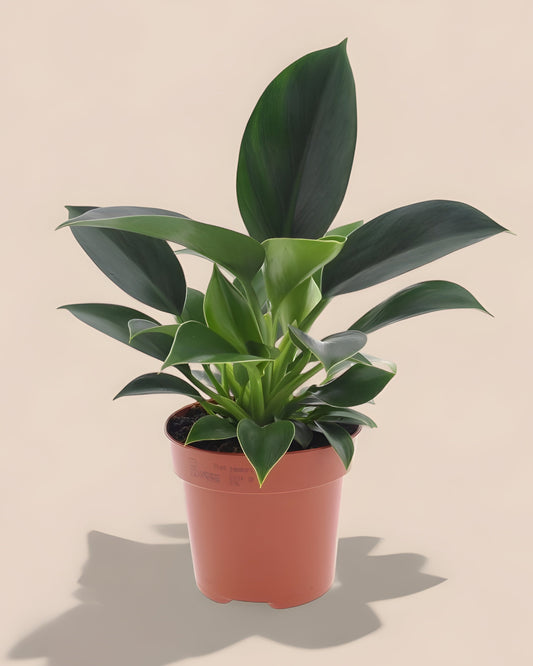 Philodendron Green Princess