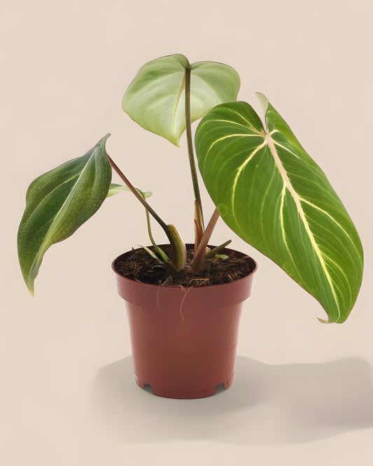 Philodendron Selloum Atom