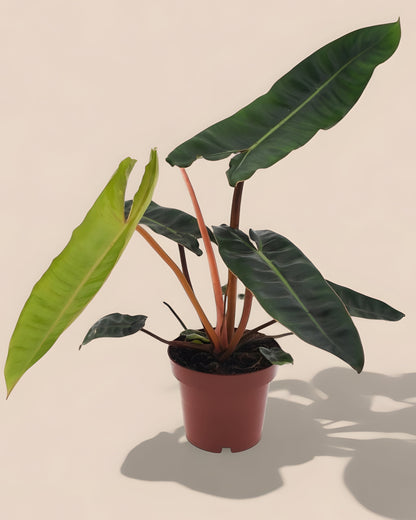 Philodendron Billietiae