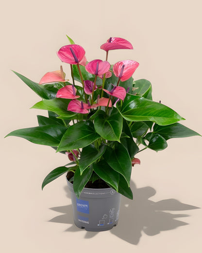 Anthurium Karma Purple