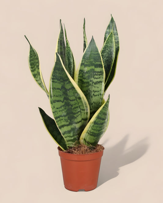 Sansevieria Trifasciata