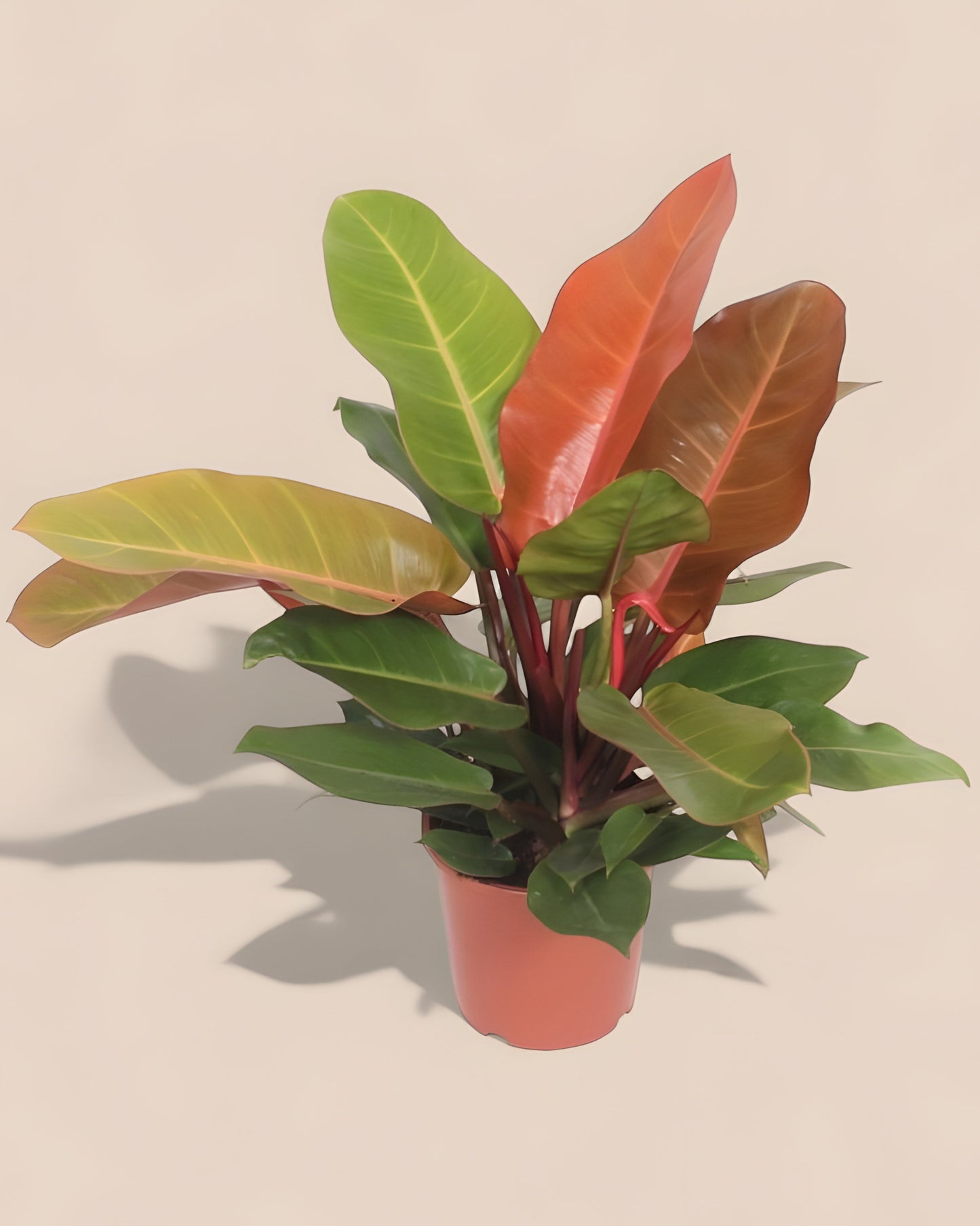 Philodendron Prince of Orange