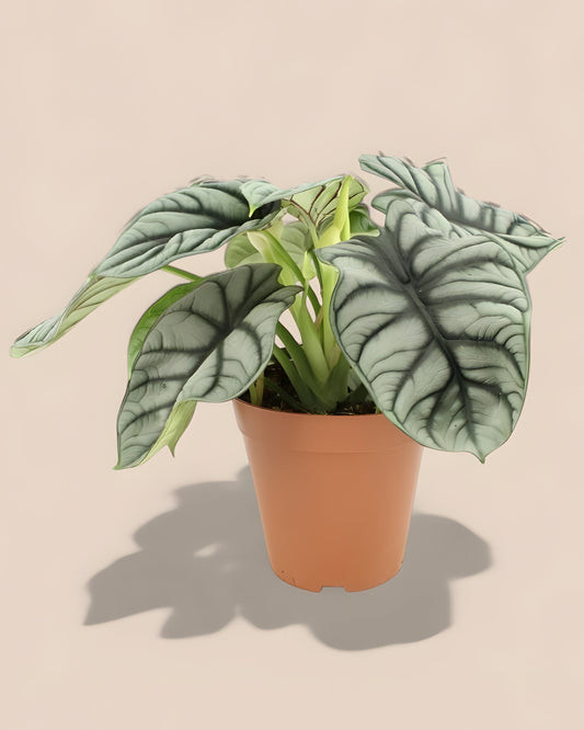 Alocasia Silver Dragon