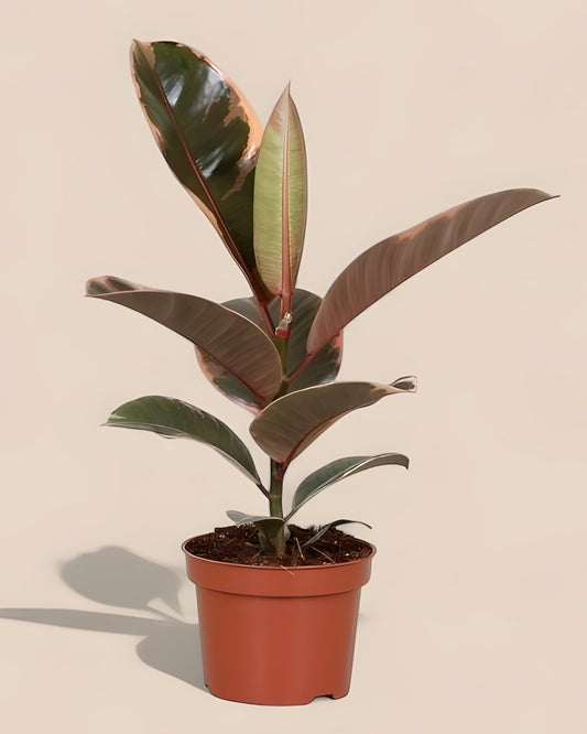 Ficus Elastica Belize