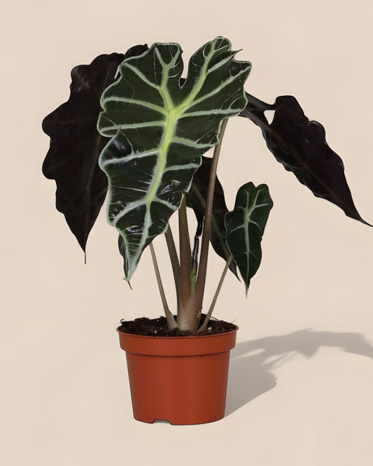 Alocasia Amazonica Polly