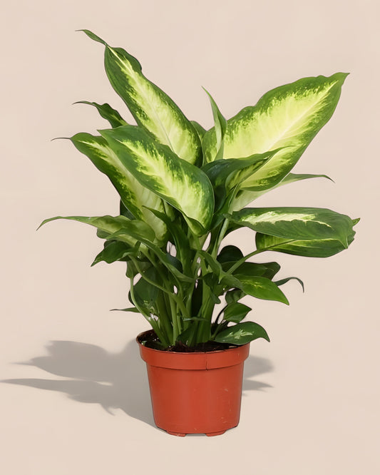 Dieffenbachia Camilla