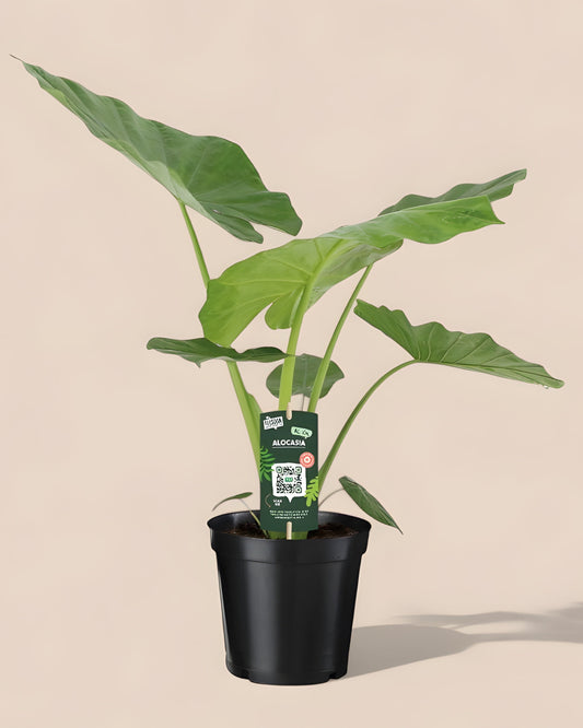 Alocasia Macrorrhiza