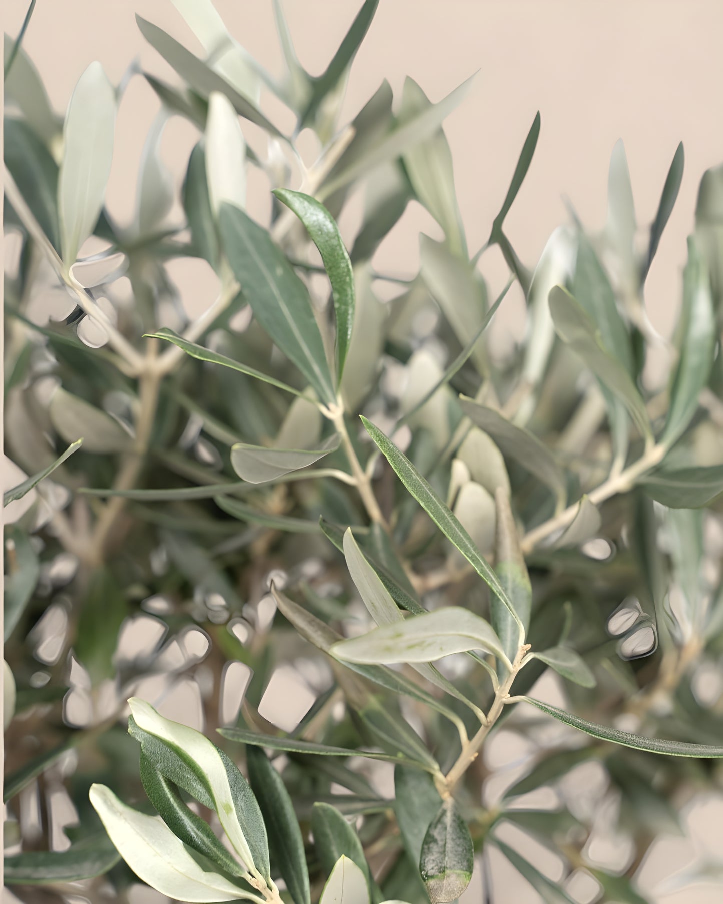 Olea Europaea