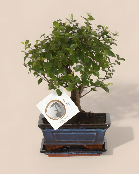 Bonsai Bol Vorm