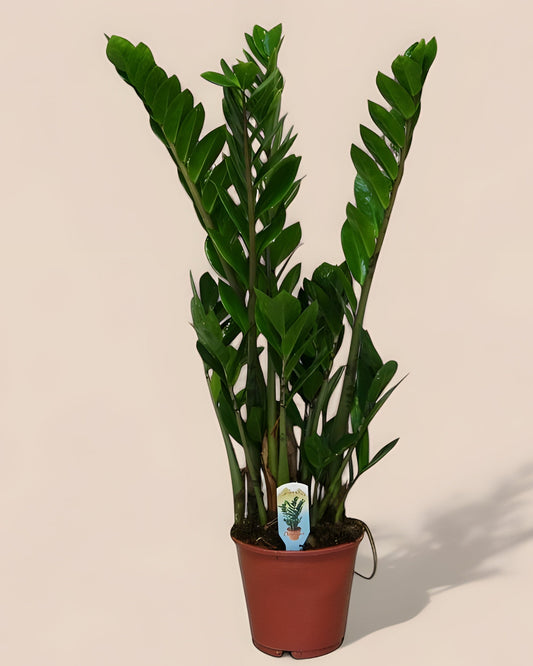 Zamioculcas Zamiifolia