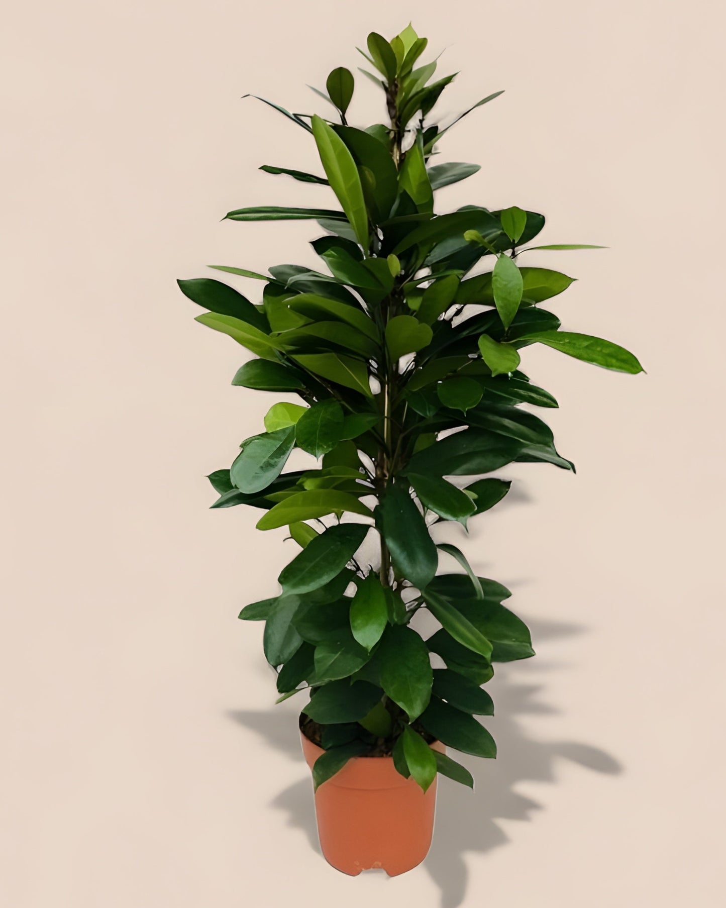 Ficus Cyathistipula