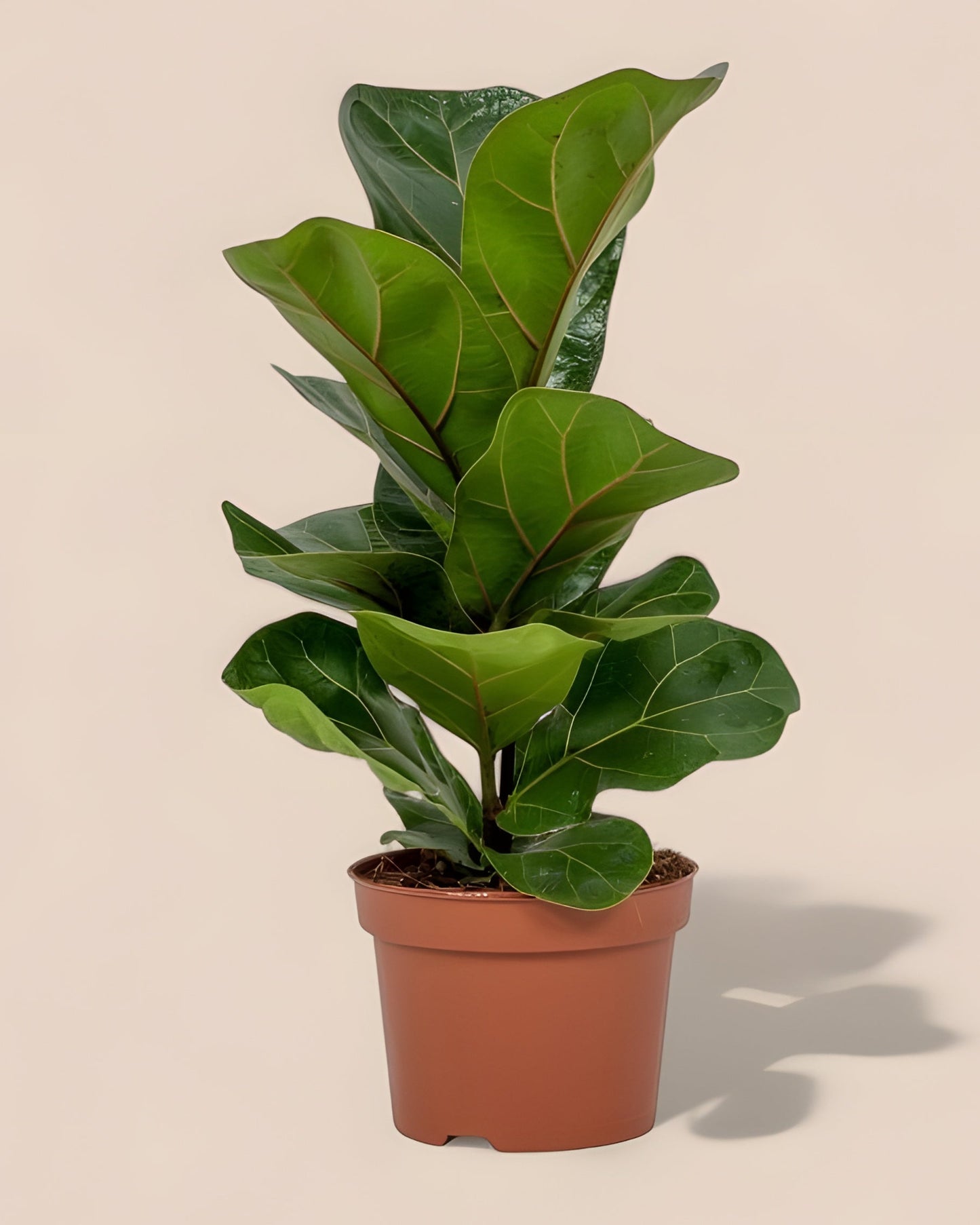 Ficus Lyrata