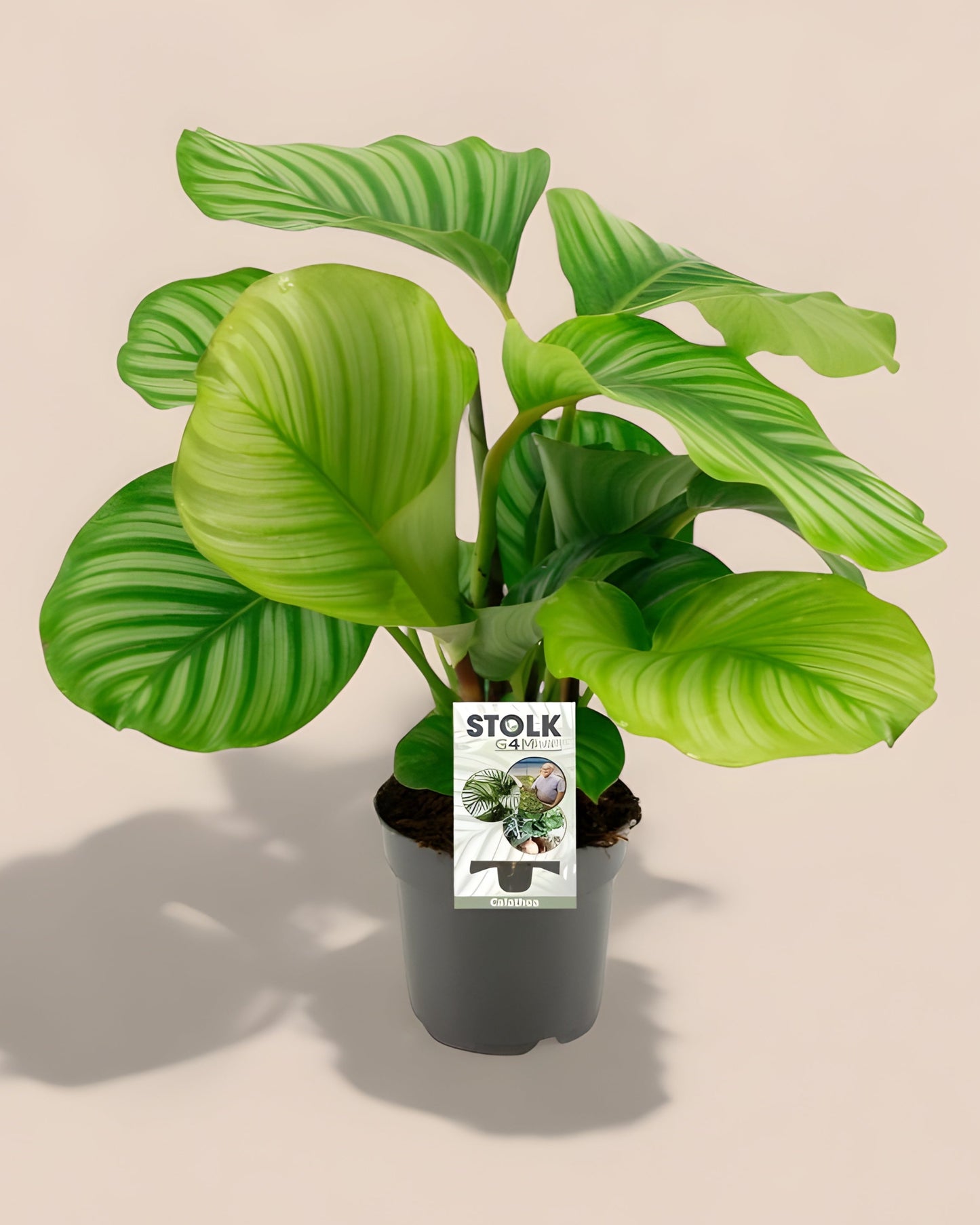 Calathea Orbifolia