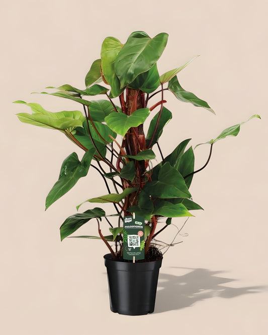 Philodendron Red Emerald