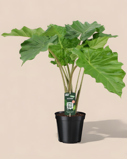 Alocasia Portodora