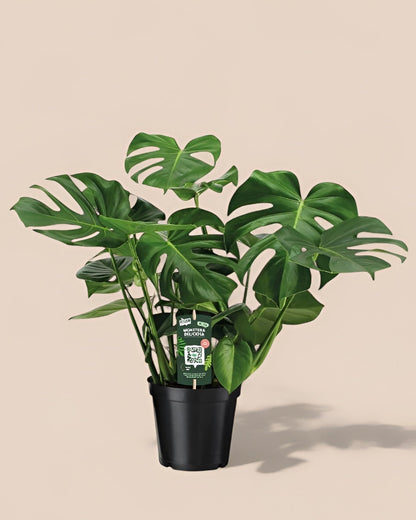 Monstera Deliciosa