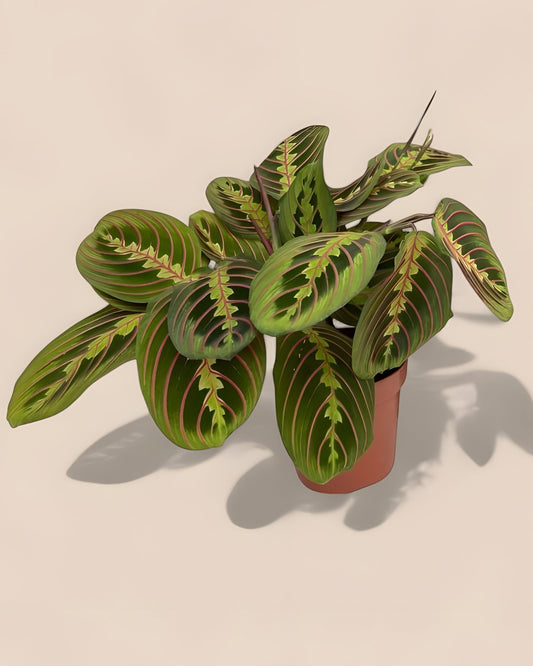 Maranta Fascinator