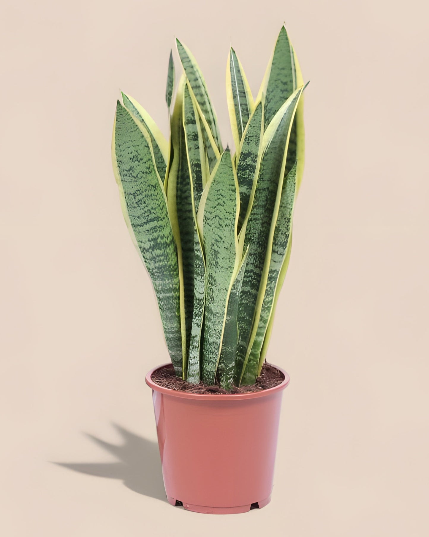 Sansevieria Trifasciata Laurentii