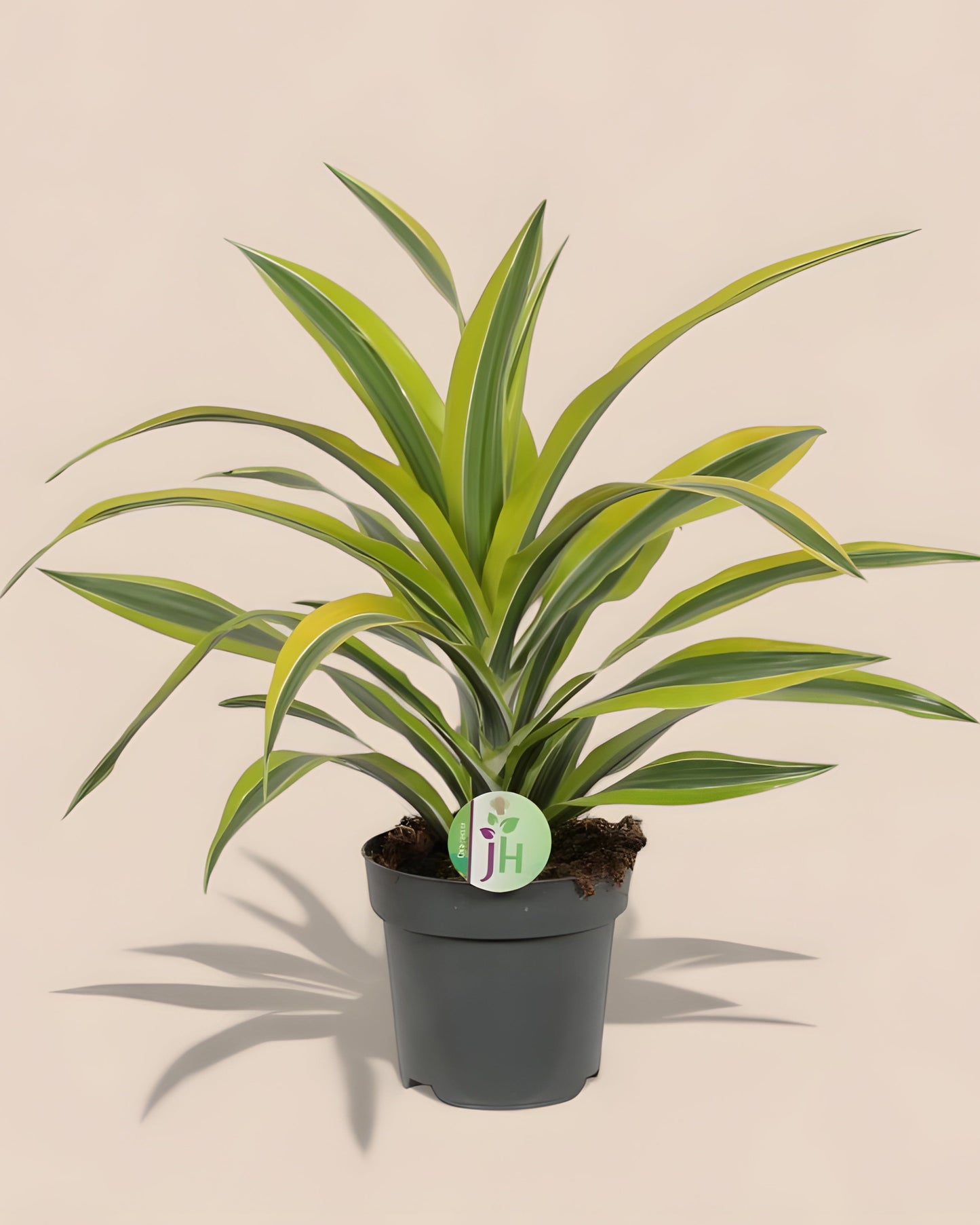 Dracaena Fragrans Lemon Lime