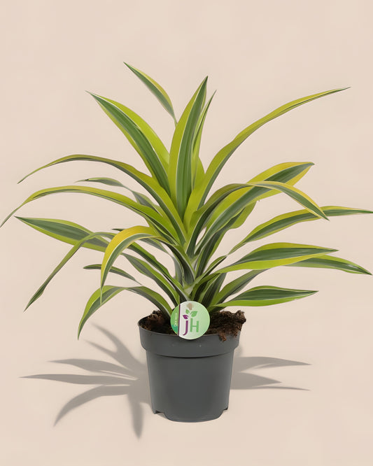 Dracaena Fragrans Lemon Lime