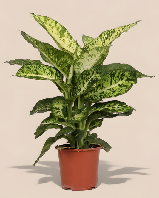 Dieffenbachia Mars