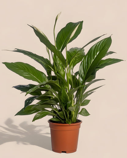 Spathiphyllum