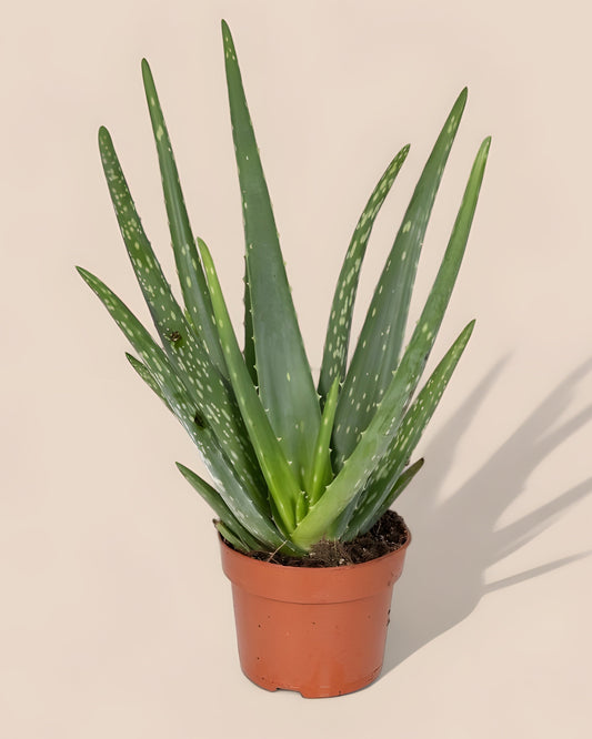 Aloe vera