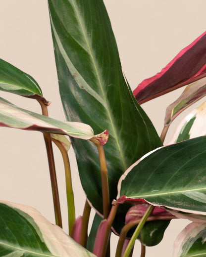 Calathea Triostar