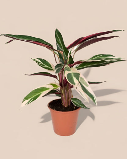 Calathea Triostar