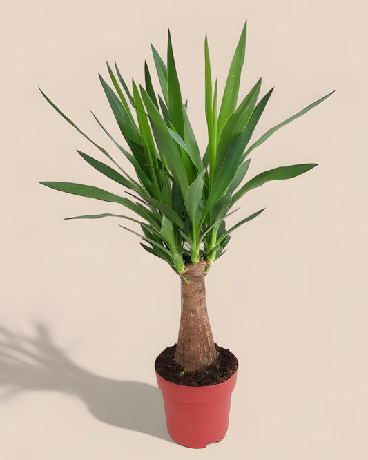 Yucca