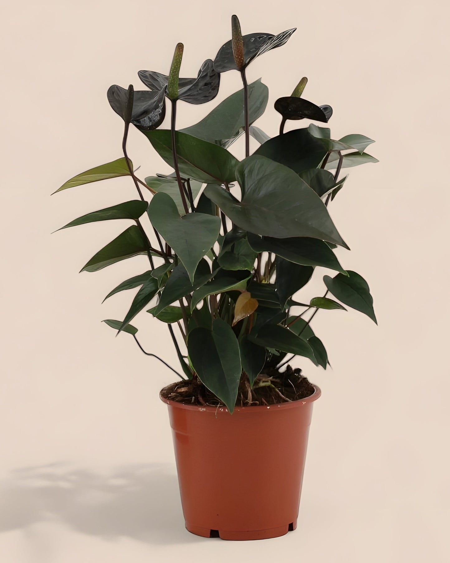 Anthurium Black Love