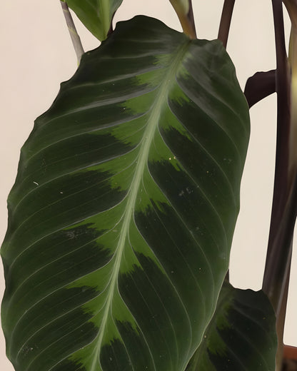 Calathea Warscewiczii