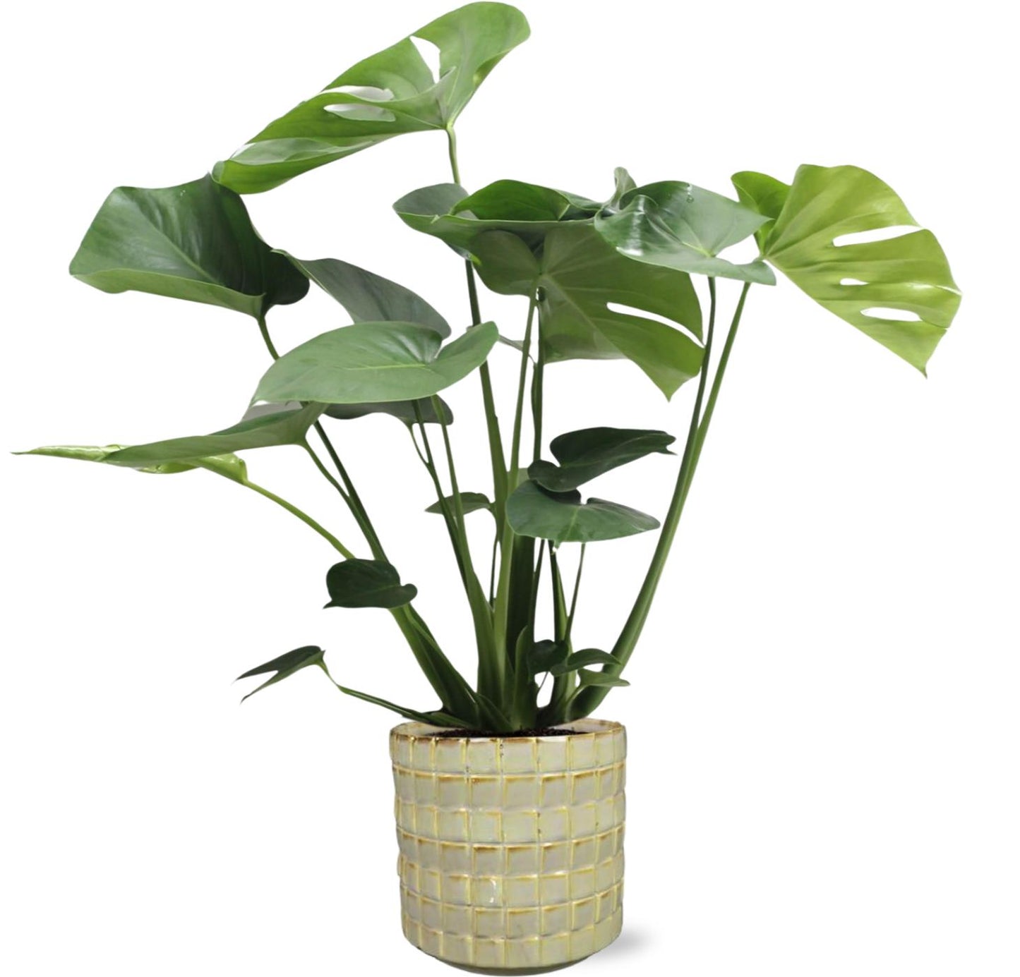 Monstera Deliciosa & Topf