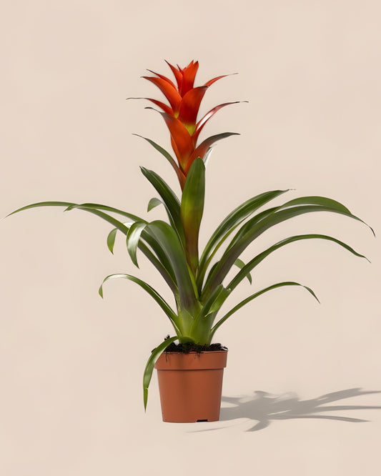 Guzmania Ostara