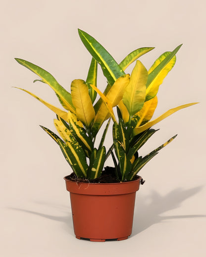 Croton Sunny Star