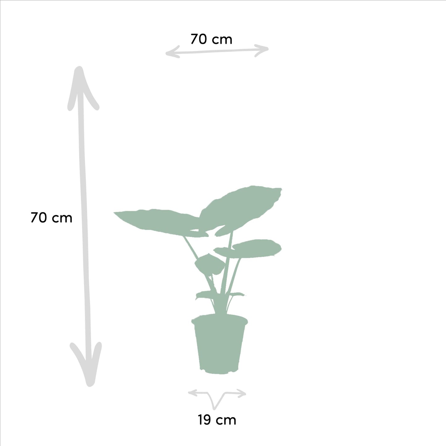 Strelitzia Nicolai + Alocasia Macrorrhiza