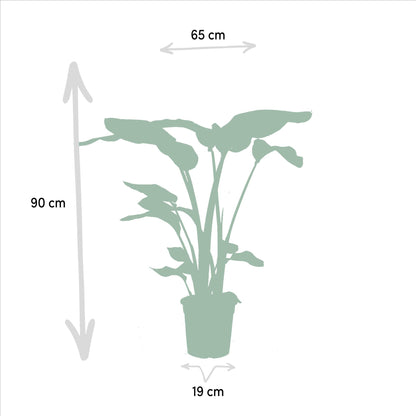 Strelitzia Nicolai + Alocasia Macrorrhiza